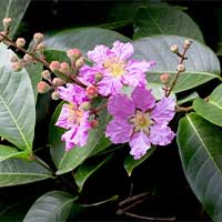 Banaba Leaf CELLUCARE's Ingredient