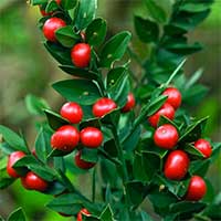 Butchers Broom CELLUCARE's Ingredient