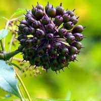 Eleuthero CELLUCARE's Ingredient