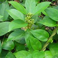 Gymnema CELLUCARE's Ingredient