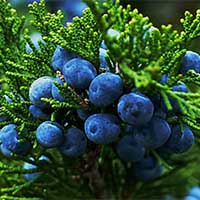 Juniper Berry CELLUCARE's Ingredient