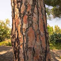 Pine Bark Extract CELLUCARE's Ingredient
